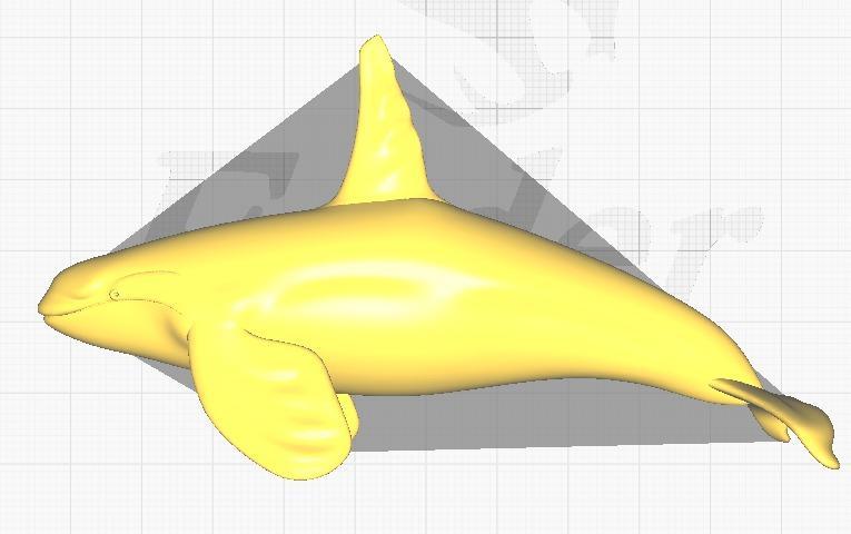 3D model depicts the killer whale
