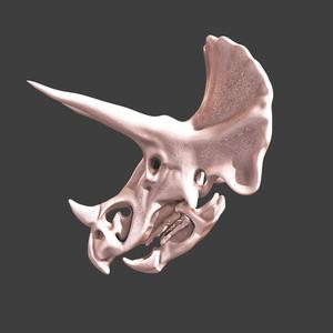 Eotriceratops skull