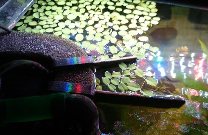 fish tank floating plant retainer/water flow deflector