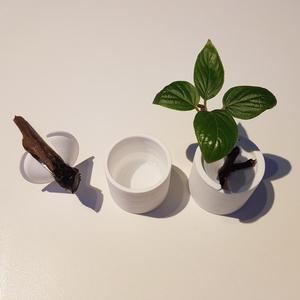 Cuttings root cup