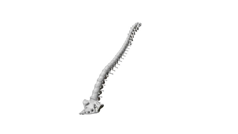 Human spine