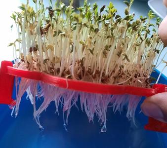 cress farm flower - Kresse anbauen Blume - present Geschenk
