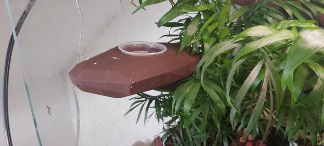 Gecko feeding dish