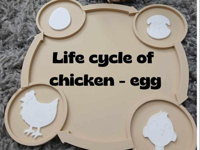 Sensory Tray – Life Cycle of a Chicken-Egg