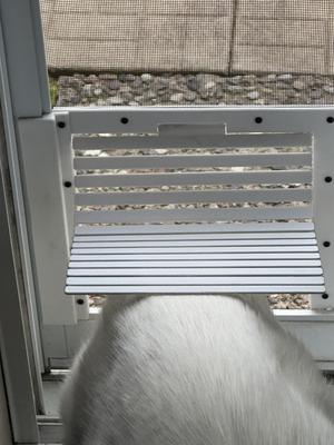 Cat Door