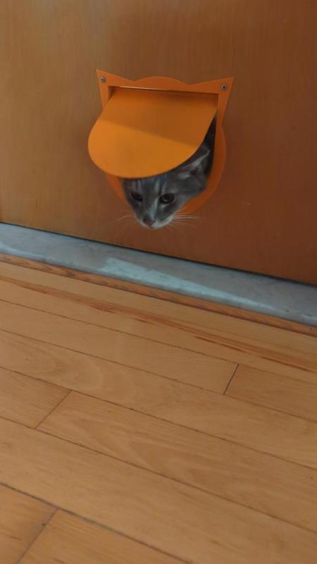 Cat door