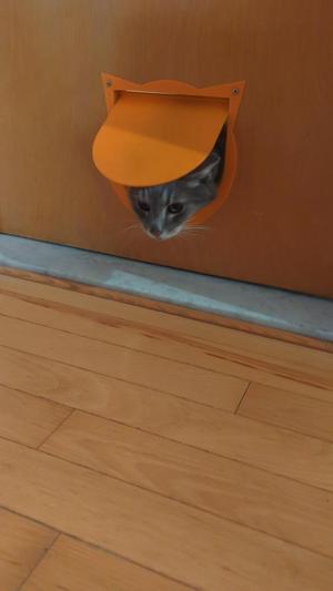 Cat door
