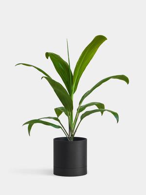 Plant Something