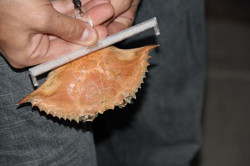 5.25-Inch Crab Measure Tool – STL File – Fishing Gear – Compact & Legal Blue Crab Gauge