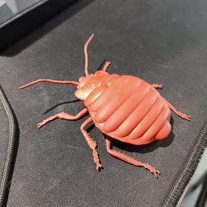 Bed bug insect