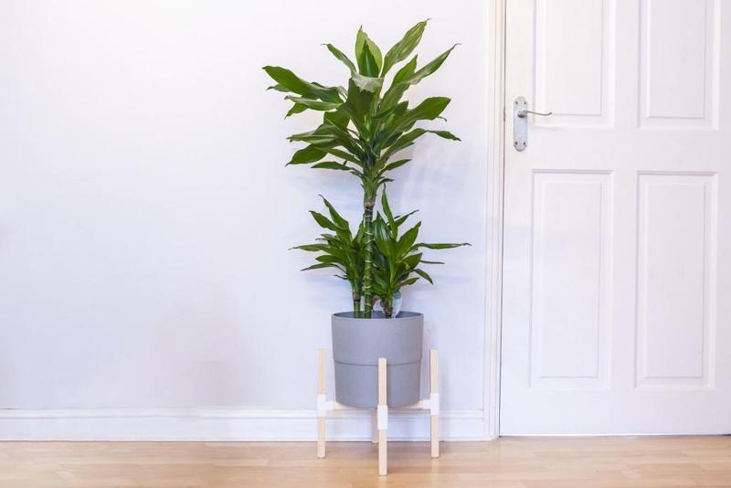 Indoor Plant Pot Stand