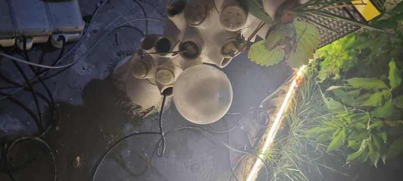 Cloche basket for hydroponic tower