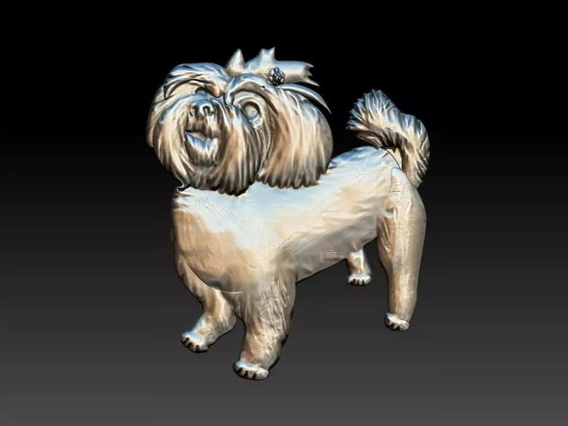 Maltese Maltes Dog Relief