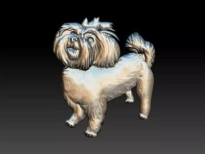 Maltese Maltes Dog Relief