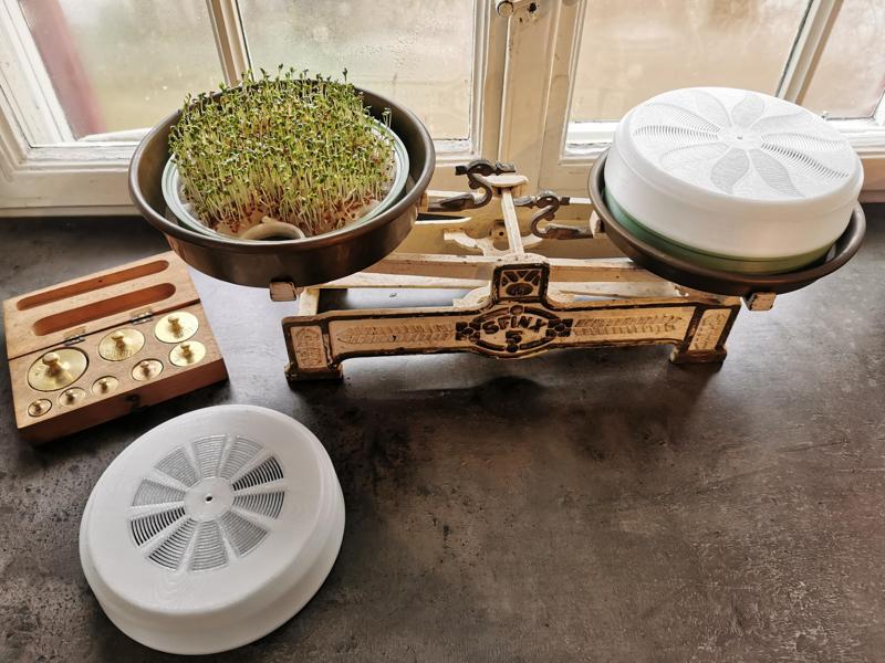 Sprout farm on a vintage table scale