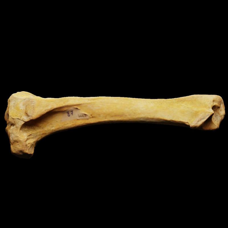 Shinbone of a cave bear (7663)