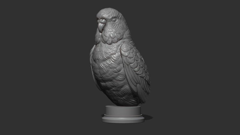 Budgerigar bust