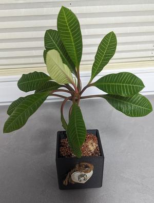 Blumentopf für Hydrokultur / Hydroponic Planter