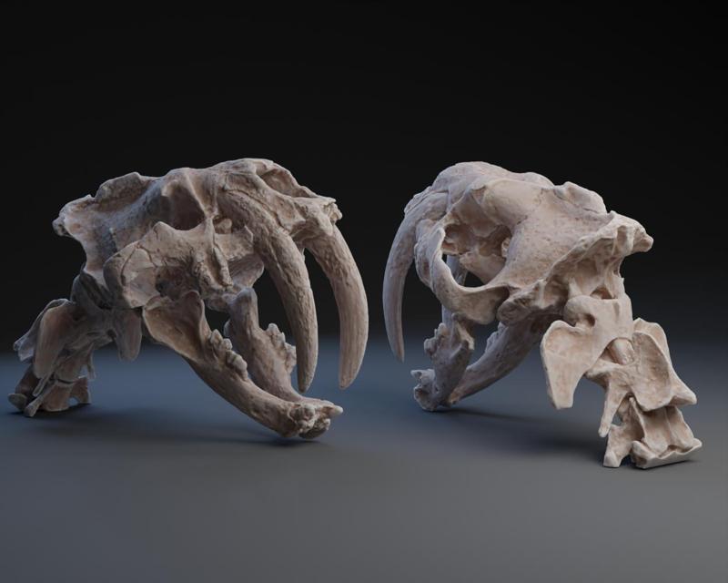 Sabretooth Tiger Skull