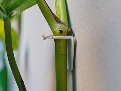 Minimalist wall clip for climbing plants & Pothos
