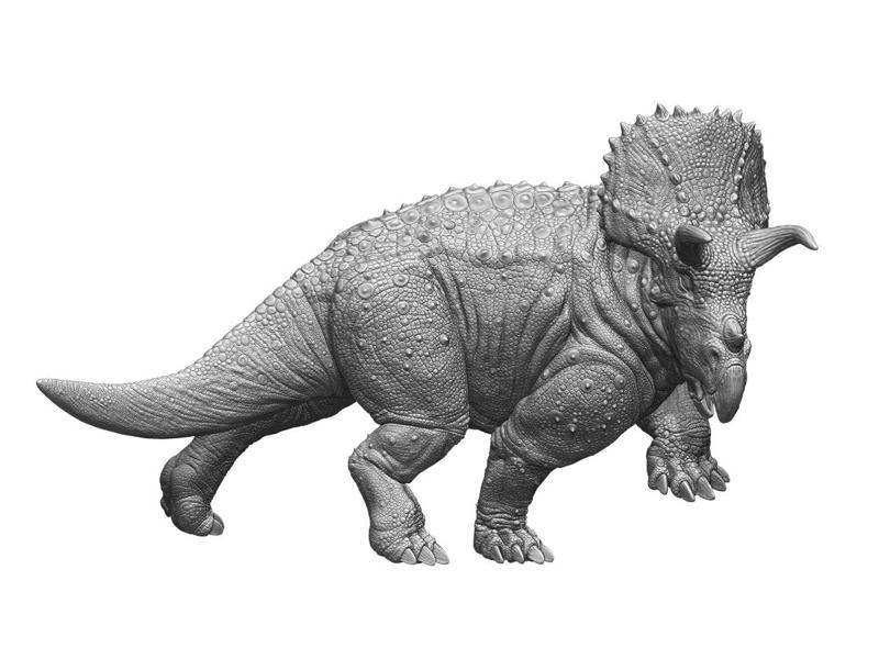 Triceratops