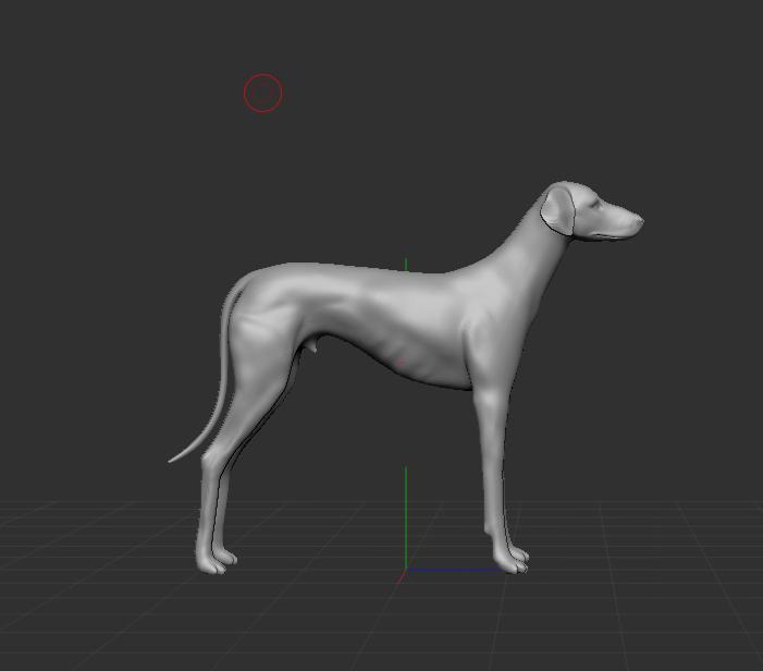 Arabian Greyhound sloughi dog