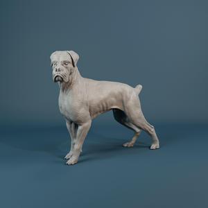 Boxer dog - pre supported