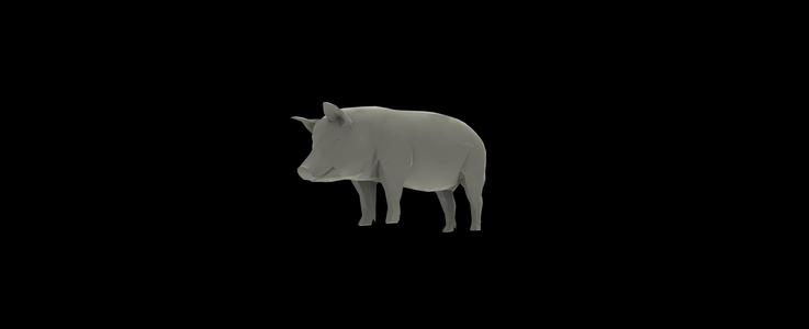 Pig