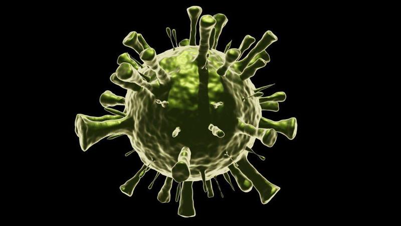 Corona Virus