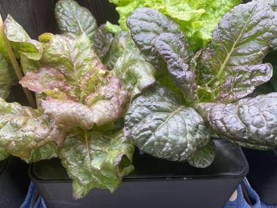 Hydroponic planter box.