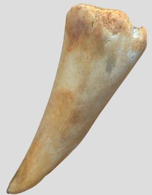 Tooth-shaped sanded bone