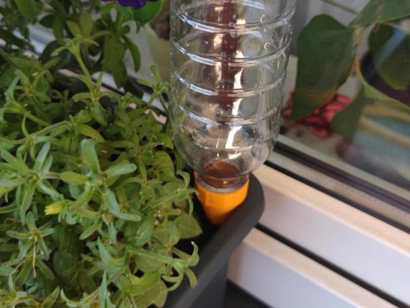 Bottle water plant dispenser