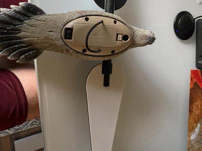 Lucky Duck Spining Dove wing
