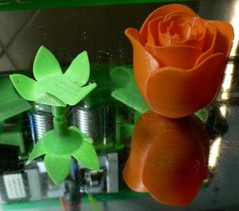 Rose flower with sepals