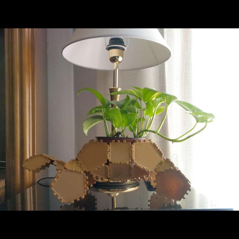 Catherine the turtle