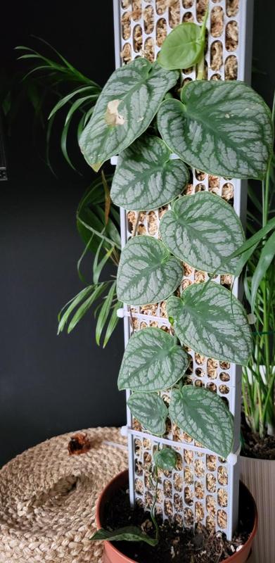 Support with moss container for plants (Dubia)