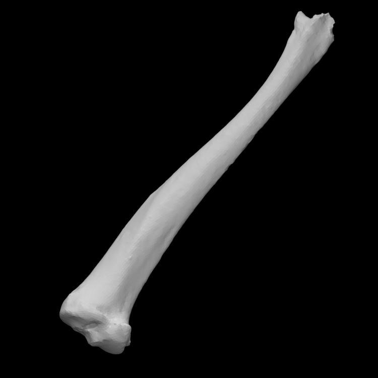 Guinea Pig Left Tibia
