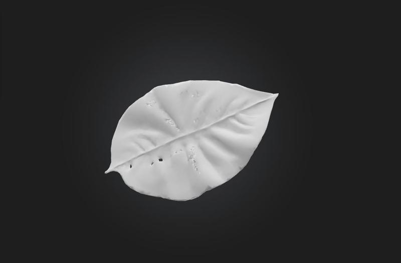 Flat Monstera Leaf - 3D Printable Botanical Decoration (STL)