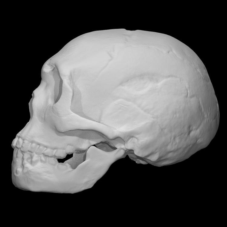Neanderthal skull