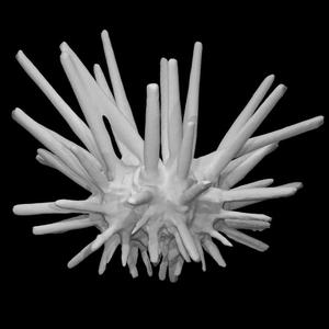 Echinoid: Eucidaris tribuloides (PRI 13410)