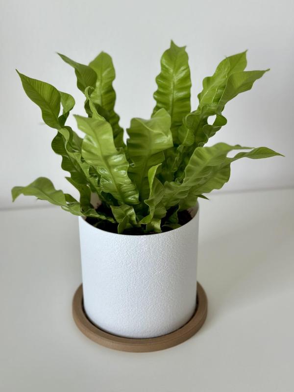 Scandisphere planter