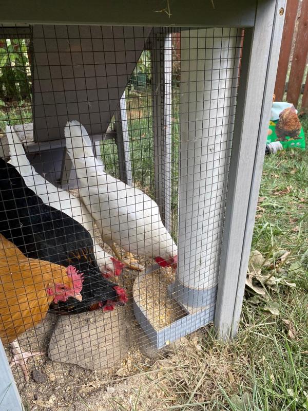 Gravity Fed Poultry Feeder (For 3" PVC)