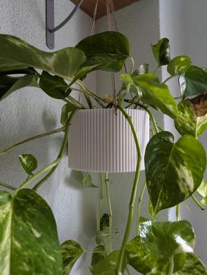 Hanging Pot   