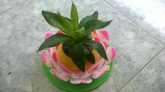 Lotus flower