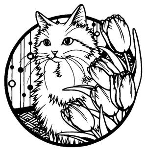 2D Cat 3