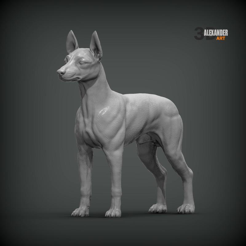 English Toy Terrier