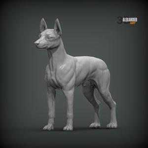 English Toy Terrier