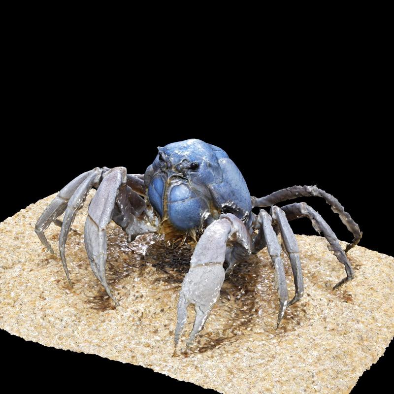 CRAB CRUSTACEOUS AMPHIBIAN TADPOLE Sinica CRAYFISH FISH ANATOMY 3D MODEL WATER OCEAN RIVER RAPTOR