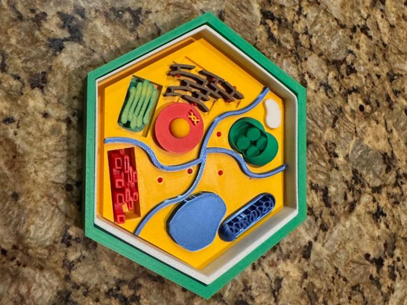 Plant Cell Model