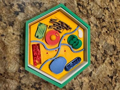 Plant Cell Model